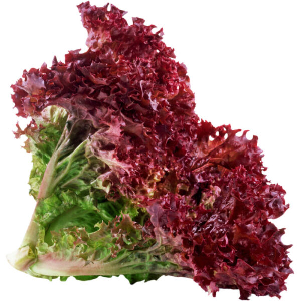 lettuce lollo rosso freshleaf dubai uae