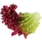 lettuce lollo rosso freshleaf dubai uae