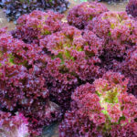 lettuce lollo rosso in dubai by freshleaf uae