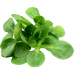 lettuce mache dubai freshleaf uae