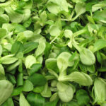 lettuce mache freshleaf dubai uae