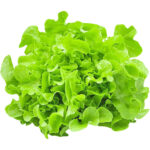 lettuce oak leaf green freshleaf dubai uae