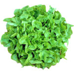 lettuce oak leaf green freshleaf dubai uae