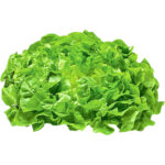 lettuce oak leaf green freshleaf dubai uae