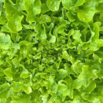 lettuce oak leaf green freshleaf dubai uae