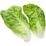 lettuce romaine freshleaf dubai uae