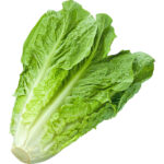 lettuce romaine freshleaf dubai uae