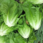 lettuce romaine freshleaf dubai uae