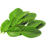 lime leaves freshleaf dubai uae