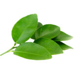 lime leaves with sticks for sale at freshleaf dubai uae