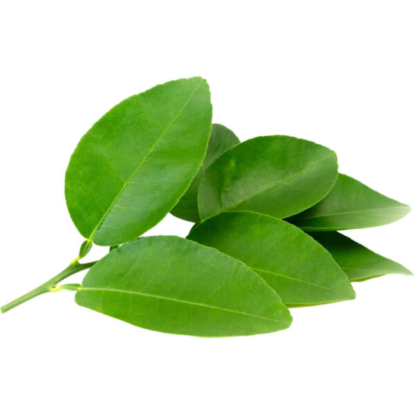 lime leaves with sticks for sale at freshleaf dubai uae