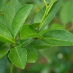 lime leaves freshleaf dubai uae