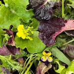 mesclun mix freshleaf dubai uae