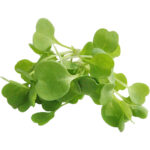 micro arugula cress freshleaf dubai uae