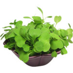 micro arugula cress freshleaf dubai uae