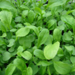 micro arugula cress freshleaf dubai uae