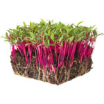 micro beetroot freshleaf dubai uae