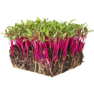micro beetroot freshleaf dubai uae