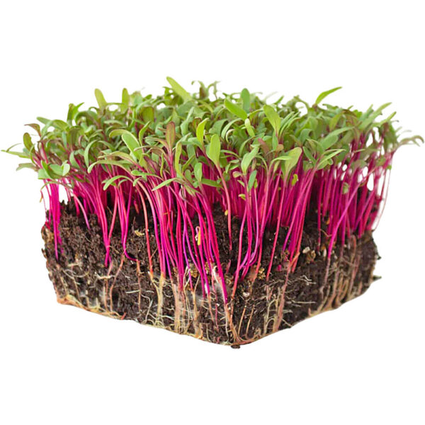 micro beetroot freshleaf dubai uae