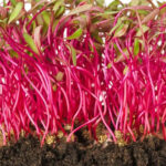 micro beetroot freshleaf dubai uae