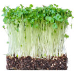 micro broccoli freshleaf dubai uae