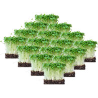 micro broccoli freshleaf dubai uae