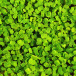 micro broccoli freshleaf dubai uae