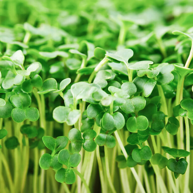 Micro Broccoli - Fresh Leaf UAE
