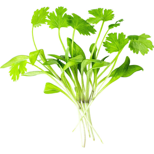 micro coriander freshleaf dubai uae