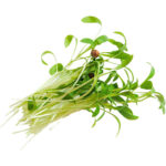 micro coriander freshleaf dubai uae