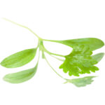 micro coriander freshleaf dubai uae