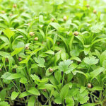 micro coriander freshleaf dubai uae