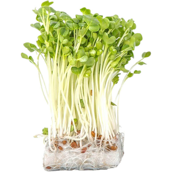 micro green radish freshleaf dubai uae