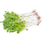 micro green radish freshleaf dubai uae