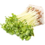 micro green radish freshleaf dubai uae