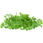 micro kale freshleaf dubai uae