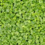 micro kale freshleaf dubai uae