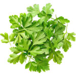 micro parsley freshleaf dubai uae