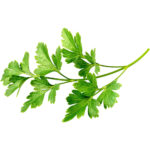 micro parsley freshleaf dubai uae