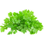 micro parsley freshleaf dubai uae