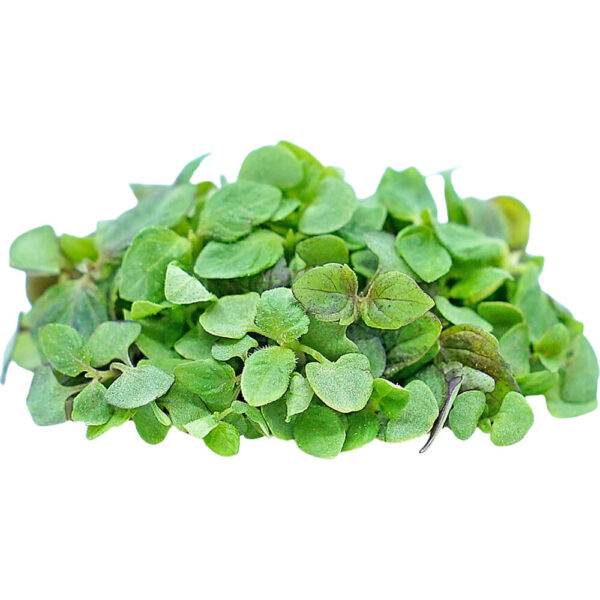 micro shisho green freshleaf dubai uae