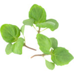 micro shisho green freshleaf dubai uae