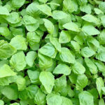 micro shisho green freshleaf dubai uae