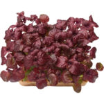 micro shiso purple freshleaf dubai uae