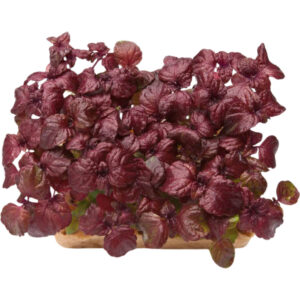 micro shisho purple shiso dubai freshleaf uae