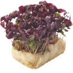 micro shiso purple freshleaf dubai uae