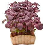 micro shiso purple freshleaf dubai uae