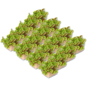 micro vene cress 16 punnet freshleaf dubai uae