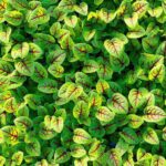 micro vene cress dubai freshleaf uae