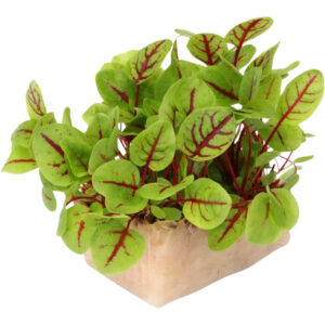 micro vene cress freshleaf dubai uae